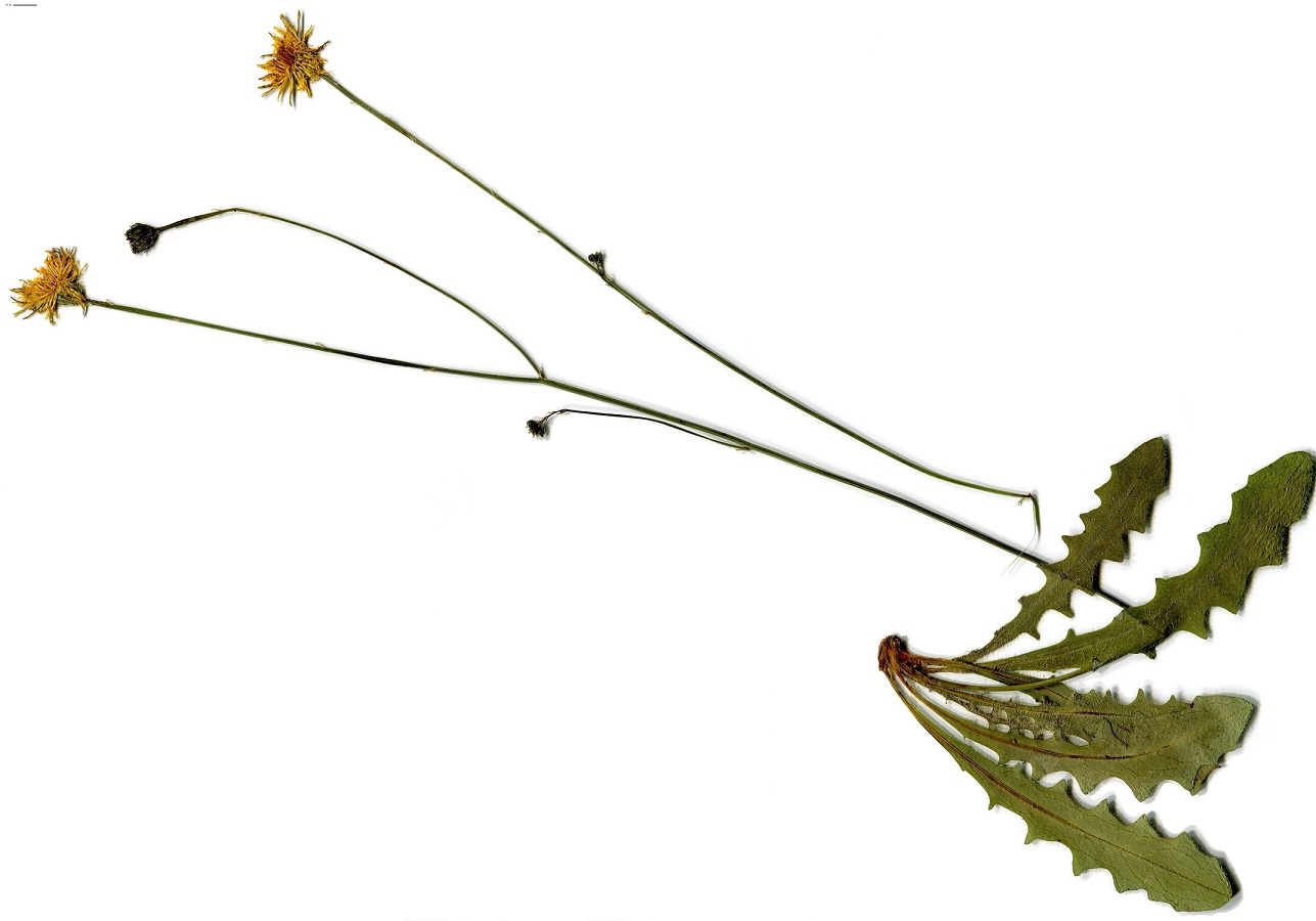 Hypochaeris radicata (Asteraceae)